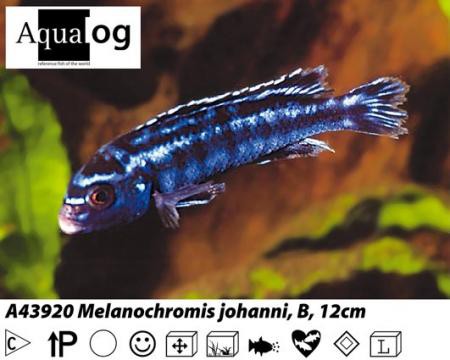 Melanochromis johanni / Kobaltorangebarsch