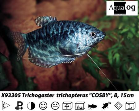 Trichogaster cosby / Marmorfadenfisch