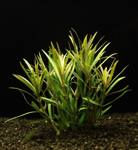 Pogostemon stellata Aquariumpflanze
