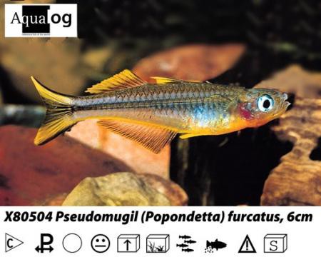 Gabelschwanz-Regenbogenfisch / Popondetta furcata