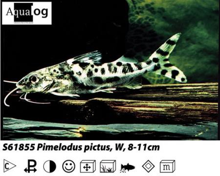 Pimelodus pictus / Engelantennenwels