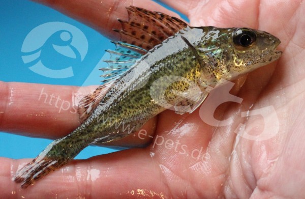 Kaulbarsch Gymnocephalus cernuus