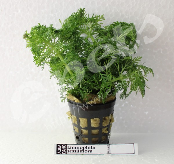Limnophila sessiliflora Aquariumpflanze