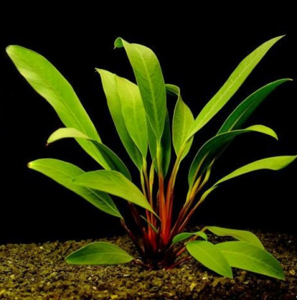 Anubias afzelii / Aquariumpflanze