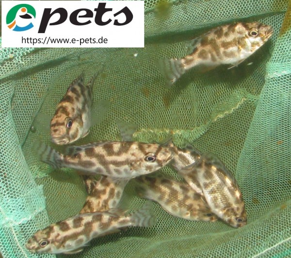Nimbochromis livingstoni Livingstons Maulbrüter