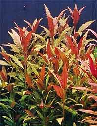 Alternanthera rosaefolia / Aquariumpflanze