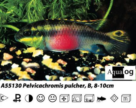 Pelvicachromis pulcher / Purpurprachtbarsch