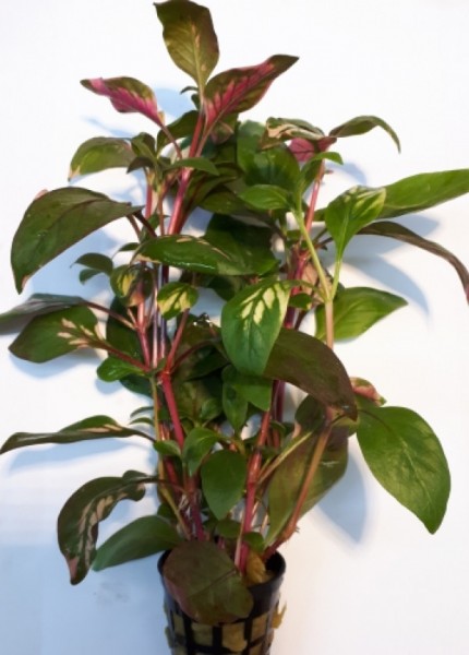 Pflanzenkollektion Alternathera MIX (5 St.)