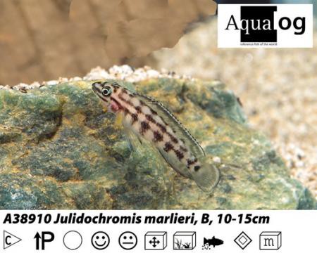 Julidochromis marlieri / Schachbrett-Schlankcichlide