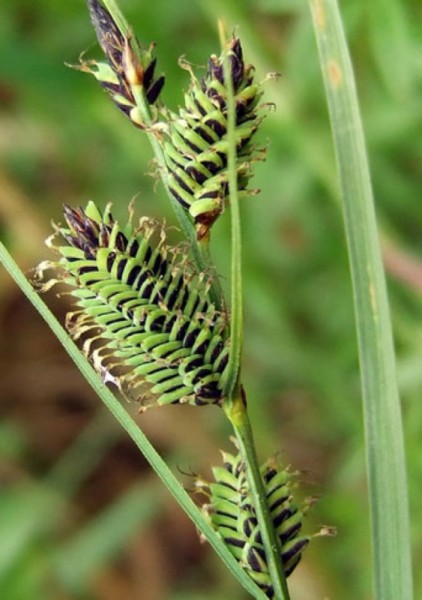 Carex nigra Braun Segge