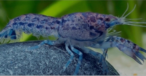Cambarellus patzcuarensis blue Minikrebs blau