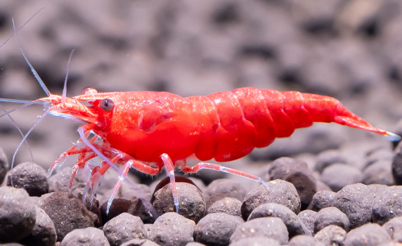 Neocaridina denticulata - FIRE RED cherry shrimp