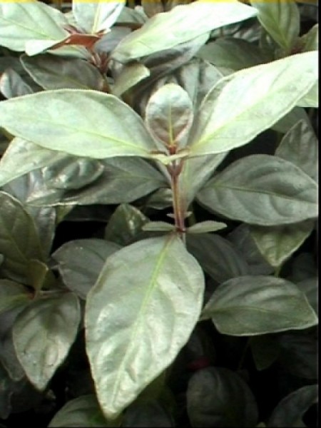 Pflanzenkollektion Hemigraphis MIX (5 St.)