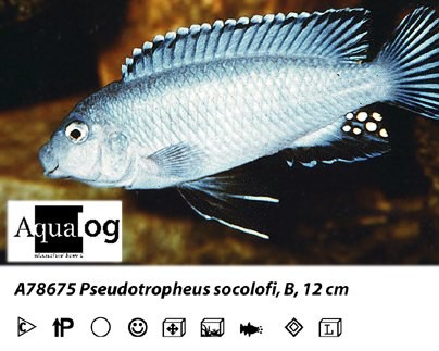 Pseudotropheus socolofi / Eisblauer Maulbrüter