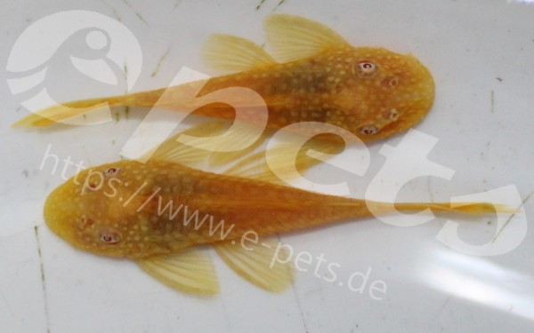 Ancistrus sp. gold Antennenwels gold
