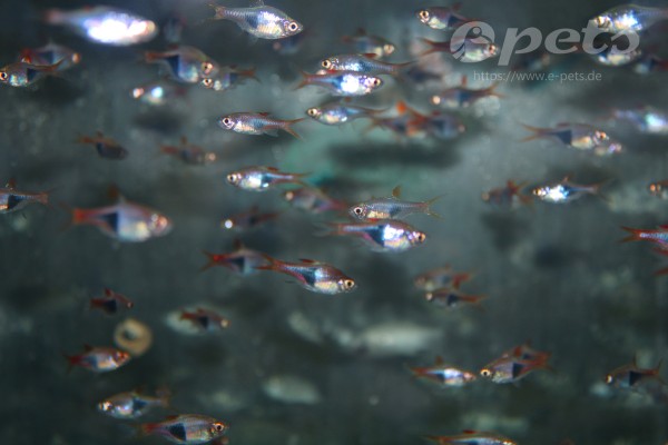 Rasbora heteromorpha WF Keilfleckbarbe Wildfang