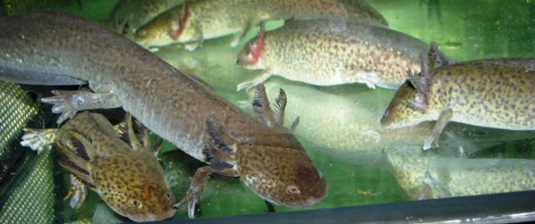 Ambystoma mexicanum axolotl / Mexikanische Querzahnmolche naturfarbe