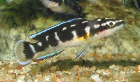 Julidochromis transcriptus / Schwarzweißer Schlankcichlide