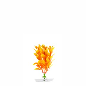JK Orange Ludwigia mini 13-16 cm