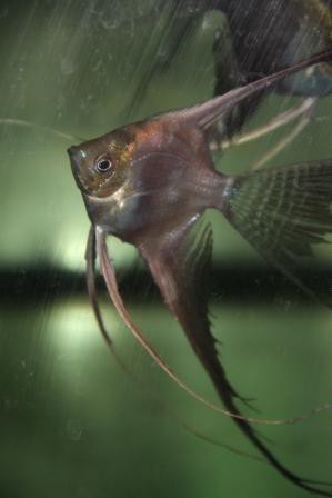 Pterophyllum jaguar l.f.