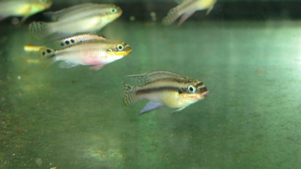Pelvicachromis taeniatus / Kluegei
