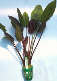 Pflanzenkollektion Echinodorus MIX grüne Marke (5 St.)