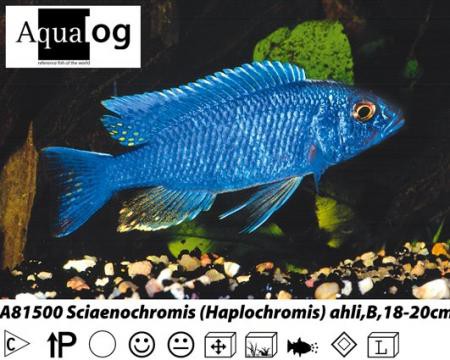 Haplochromis / Sciaenochromis jacksoni - ahli / Dotterbuntbarsch