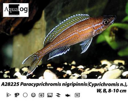 Paracyprichromis nigripinnis Blue neon