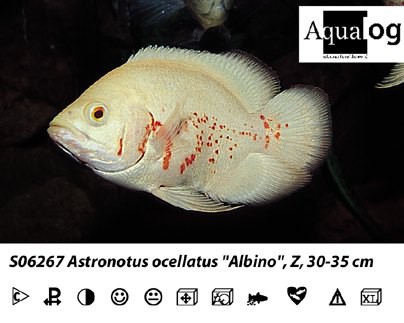 Astronotus ocellatus Red Tiger albino / Pfauenaugenbuntbarsch albino Red Tiger