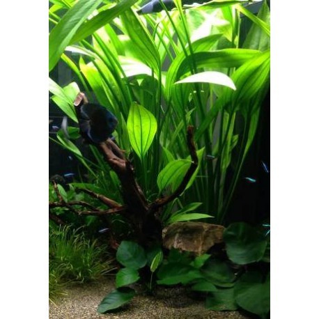 Echinodorus Mutterpflanze / Aquariumpflanze