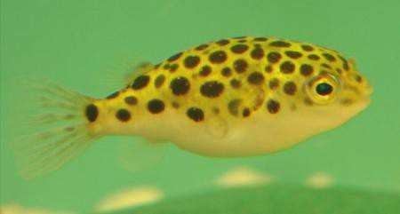 Tetraodon nigroviridis / Punktierter Kugelfisch