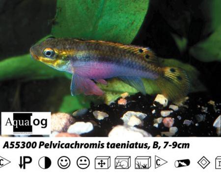 Pelvicachromis taeniatus Nigeria red / Streifenprachtbarsch