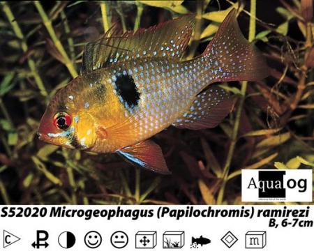 Papiliochromis / Microgeophagus ramirezi / Schmetterlingsbuntbarsch