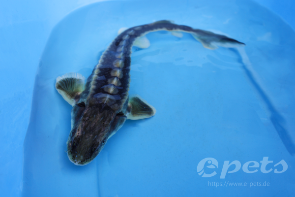 Acipenser gueldenstaedti brilliant-