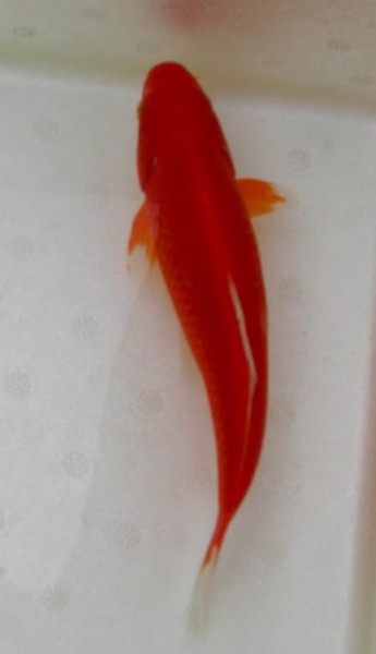 Carassius auratus red / Goldfisch rot