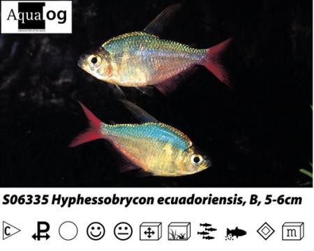 Moenkhausia columbiana / Hyphessobrycon ecuadoriensis Rot-blauer Kolumbianer