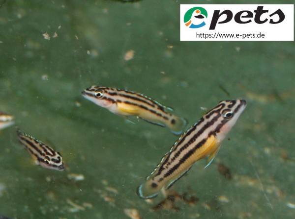 Julidochromis ornatus var. yelow / Gelbe Schlankcichlide gold