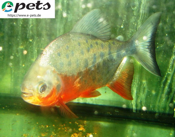 Colossoma / Piaractus brachypomus red belly / Rotbauch Pacu-