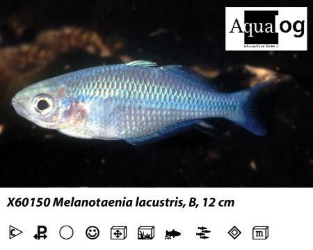 Melanotaenia lacustris /Regenbogenfisch blau