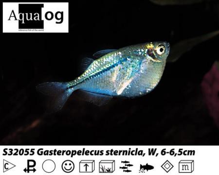 Gasteropelecus sternicla / Silberbeilbauchfisch