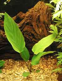 Anubias gigantea / Aquariumpflanze