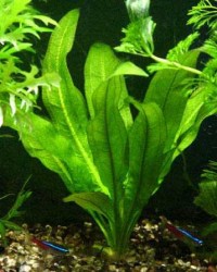 Echinodorus argentinensis / Aquariumpflanze