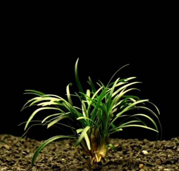 Ophiopogon minima Kyoto Dwarf Aquariumpflanze