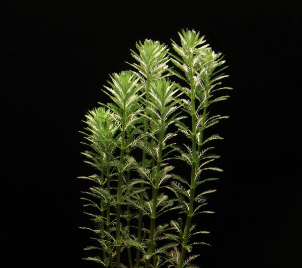 Myriophyllum aquaticum Aquariumpflanze