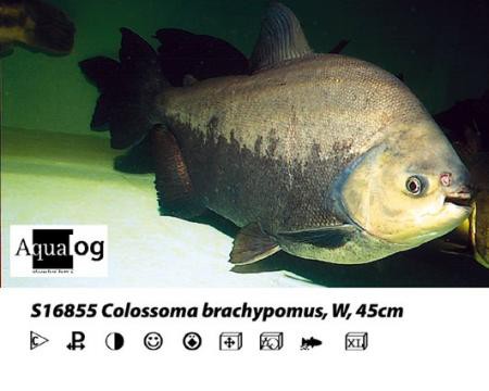 Colossoma / Piaractus brachypomus / Silberner Pacu